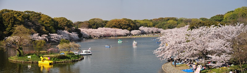 剛ノ池の桜
