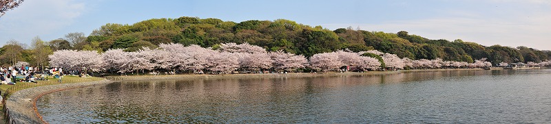 剛ノ池の桜