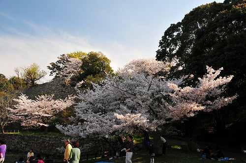 桜堀の桜