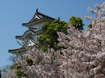 坤櫓と桜