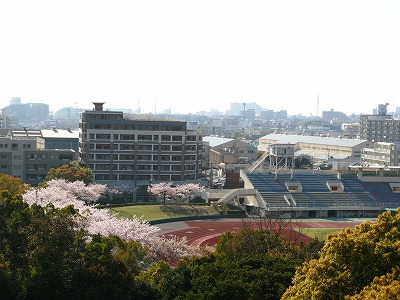 陸上競技場の桜