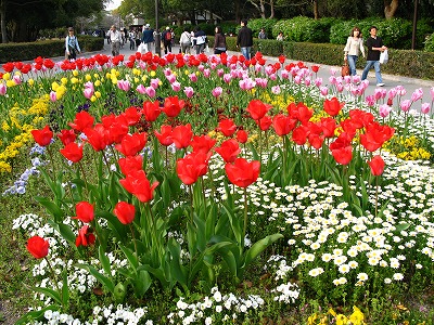 明石公園の花