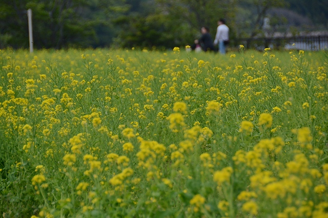 黄色の菜の花畑