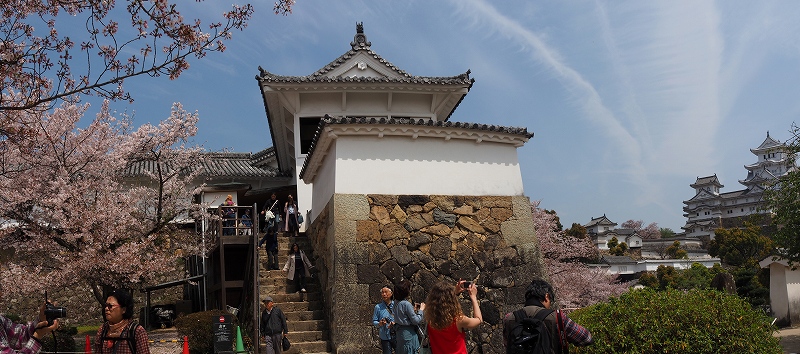 姫路城の桜　西の丸化粧櫓