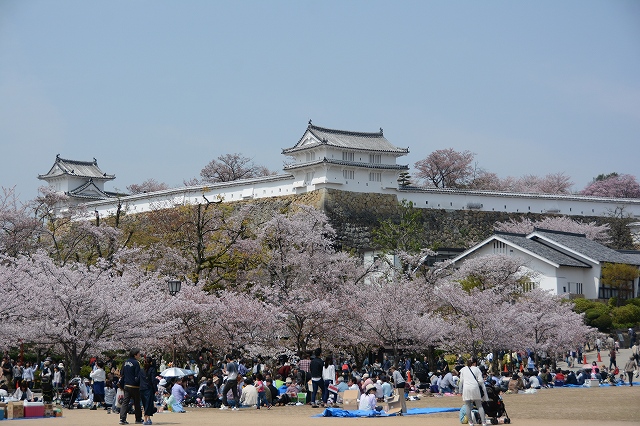 姫路城の桜　三の丸
