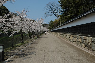 玄宮園前の白壁の塀と桜